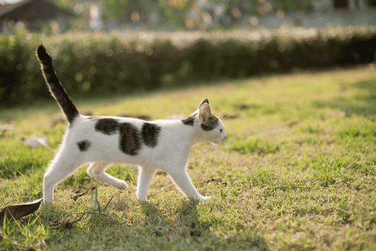 Top 10 des meilleurs répulsifs pour chats en extérieur pour le jardin
