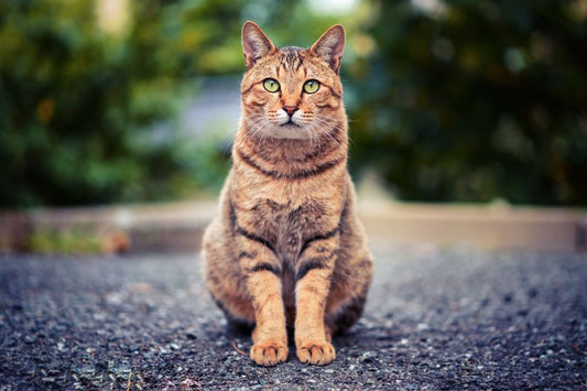 Qu'est-ce qui repousse les chats : Tout ce que vous devez savoir