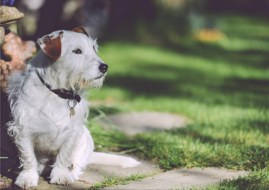 Comment éloigner les chiens de son jardin 