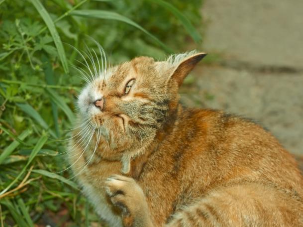 Comment éloigner les chats du jardin : Conseils pour les repousser efficacement