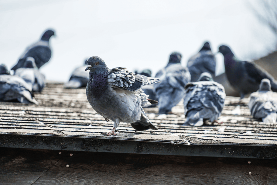 Comment repousser les pigeons ?