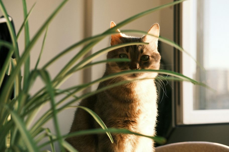 Chat assis à côté d'une plante qui sert à repousser les chats
