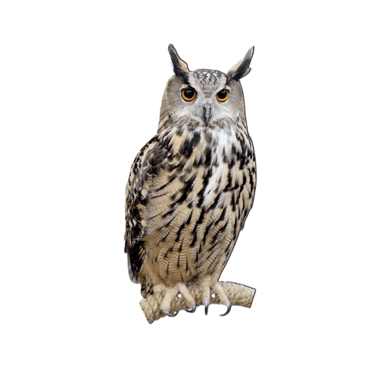 Coruja Espantalho Visual Anti-Pombos e Aves - SilentOwl®