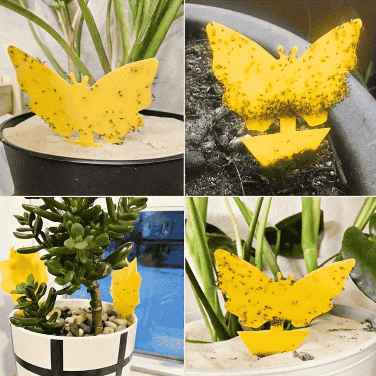 StickyPlant action